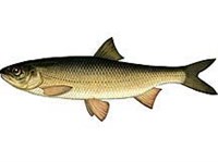 Кутум (рисунок)