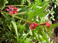 Куфея ланцетная – Cuphea lanceolata Ait.f.