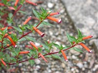 Куфея огненно-красная – Cuphea ignea A.DC.