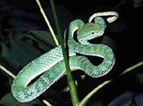 Куфия (Trimeresurus vogeli)