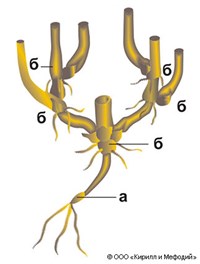 Кущение (схема)