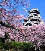 Кюсю (сакура близ замка Кумамото)