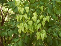 Кёльрейтерия метельчатая – Koelreuteria paniculata Laxm. (1)