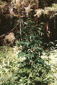 ЛАБАЗНИК (таволга вязолистная)