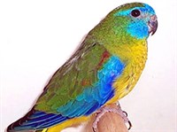 ЛАЗУРНЫЙ ПОПУГАЙЧИК (Neophema pulchella).