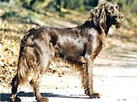 ЛАНГХААР (слайд)