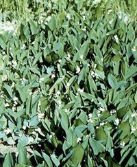 ЛАНДЫШ МАЙСКИЙ