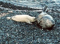 ЛАРГА (самка с детенышем)