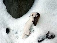 ЛАСКА (с добычей)