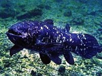 ЛАТИМЕРИЯ (слайд)