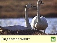 ЛЕБЕДЬ тундровый (видео)