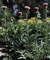 ЛЕВЗЕЯ САФЛОРОВИДНАЯ