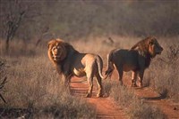 ЛЕВ (африканские львы)