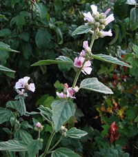 ЛЕКАРСТВЕННЫЙ АЛТЕЙ (цветки)