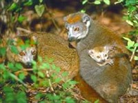 ЛЕМУРЫ (монгоц)