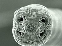 ЛЕНТОЧНЫЕ ЧЕРВИ (Сколекс крысиного цепня)