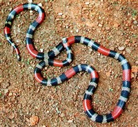 ЛЕНТОЧНЫЙ КОРАЛЛОВЫЙ АСПИД (Micrurus lemniscatus)