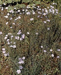 ЛЕН КУЛЬТУРНЫЙ