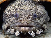 ЛЕОПАРДОВАЯ РЫБА-ЖАБА (Opsanus pardus)