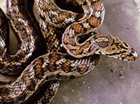 ЛЕОПАРДОВЫЙ ПОЛОЗ (Elaphe leopardina)