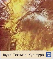 ЛЕСНОЙ ПОЖАР