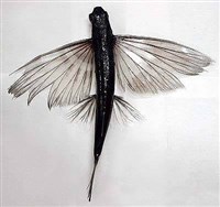 ЛЕТУЧИЕ РЫБЫ (Летучая рыба)