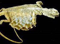 ЛЕТУЧИЙ ДРАКОН (Draco volans)