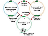 ЛИЗОГЕНИЯ (схема)