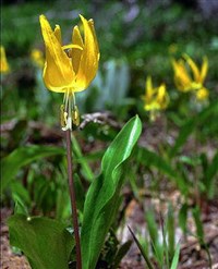 ЛИЛЕЙНЫЕ (кандык)