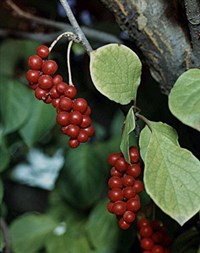 ЛИМОННИК КИТАЙСКИЙ