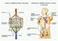 ЛИМФАТИЧЕСКАЯ СИСТЕМА