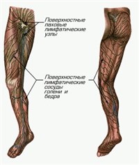 ЛИМФАТИЧЕСКАЯ СИСТЕМА НИЖНЕЙ КОНЕЧНОСТИ