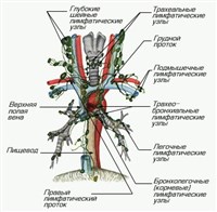 ЛИМФАТИЧЕСКИЕ СОСУДЫ И УЗЛЫ СРЕДОСТЕНИЯ