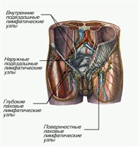 ЛИМФАТИЧЕСКИЕ СОСУДЫ И УЗЛЫ ТАЗА