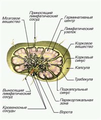 ЛИМФАТИЧЕСКИЕ УЗЛЫ (лимфатический узел)