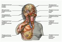 ЛИМФАТИЧЕСКИЕ УЗЛЫ ГОЛОВЫ И ШЕИ