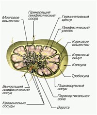 ЛИМФАТИЧЕСКИЙ УЗЕЛ