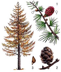 ЛИСТВЕННИЦА (сибирская)