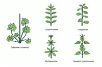 ЛИСТОРАСПОЛОЖЕНИЕ