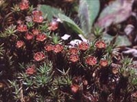 ЛИСТОСТЕБЕЛЬНЫЕ МХИ (Спороношение)