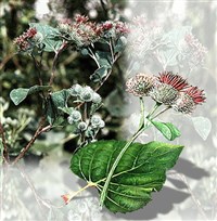 ЛОПУХ (войлочный)