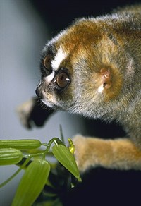 ЛОРИ (толстый лори)