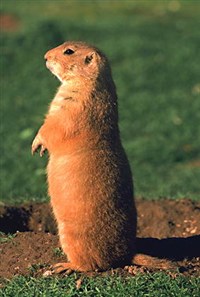 ЛУГОВАЯ СОБАЧКА