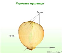 ЛУКОВИЦА (строение, схема)