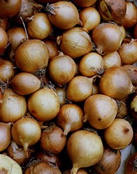 ЛУК РЕПЧАТЫЙ