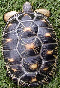 ЛУЧИСТАЯ ЧЕРЕПАХА (Asterochelys radiata)