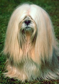 ЛХАССКИЙ АПСО