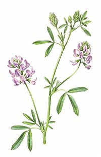 ЛЮЦЕРНА (посевная синяя)