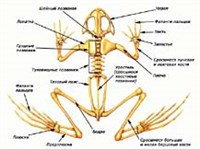 ЛЯГУШКА (скелет)
