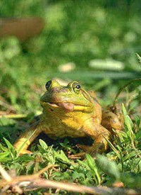 ЛЯГУШКА-БЫК (1)